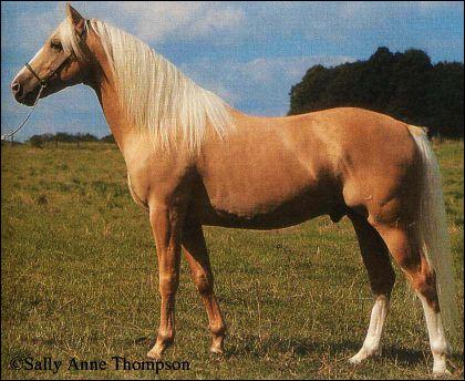 Palomino