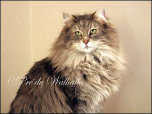 Quizz Les chats - Quiz Chats Quizz Les chats - Quiz Chats