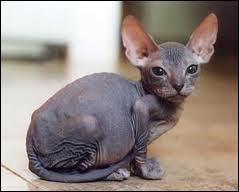 Ce chat au pelage ras et aux grandes oreilles, cest un
