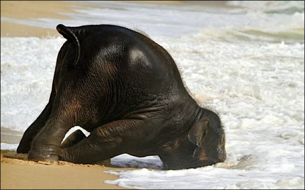 quel animal ne peut pas sauter