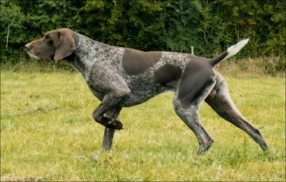 Braque allemand 1_gl3jh