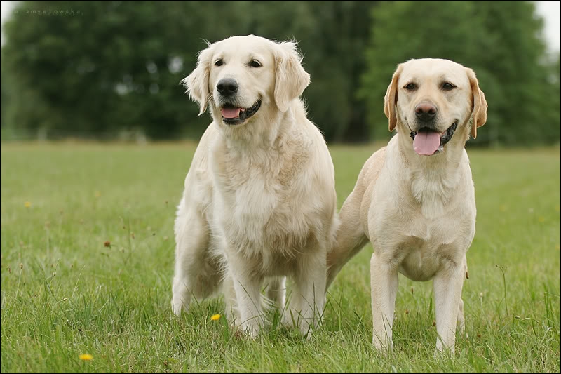 golden retriever compared to labrador golden retriever vs labrador retriever difference and comparison breeds picture golden retriever compared to labrador golden retriever vs labrador retriever difference and comparison breeds picture