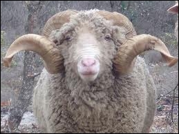 quizz cris des animaux gratuit