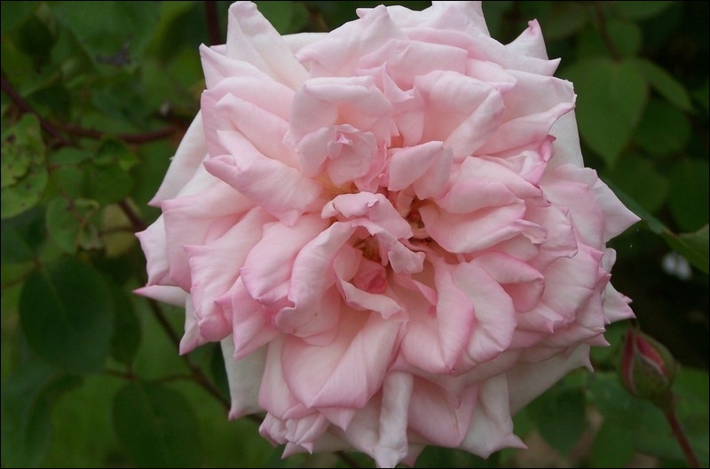 Commençons avec la plus belle des fleurs la rose. Celle,ci porte le
