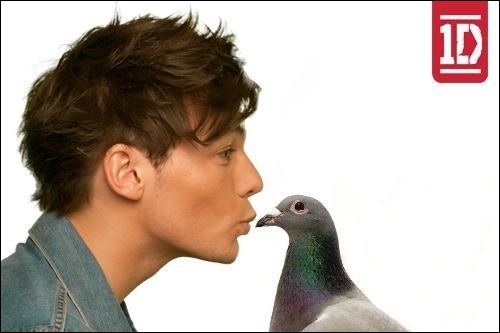 quel est animal prefere des one direction