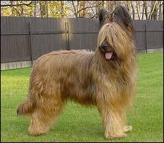 image de chien a long poil