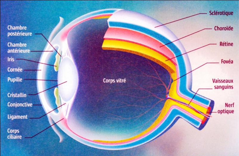 Le grain de beauté en forme de la tache de pigment