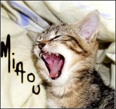 Quizz Les chats - Quiz Chats Quizz Les chats - Quiz Chats