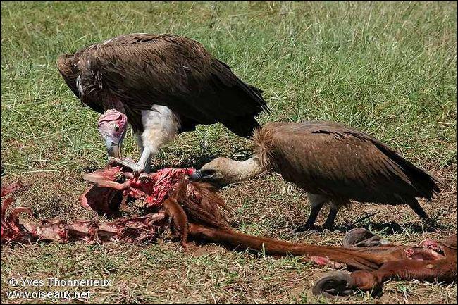 quel est animal terrestre le plus dangereux