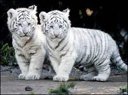 quel animal barrit
