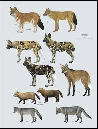 quel animal hurle