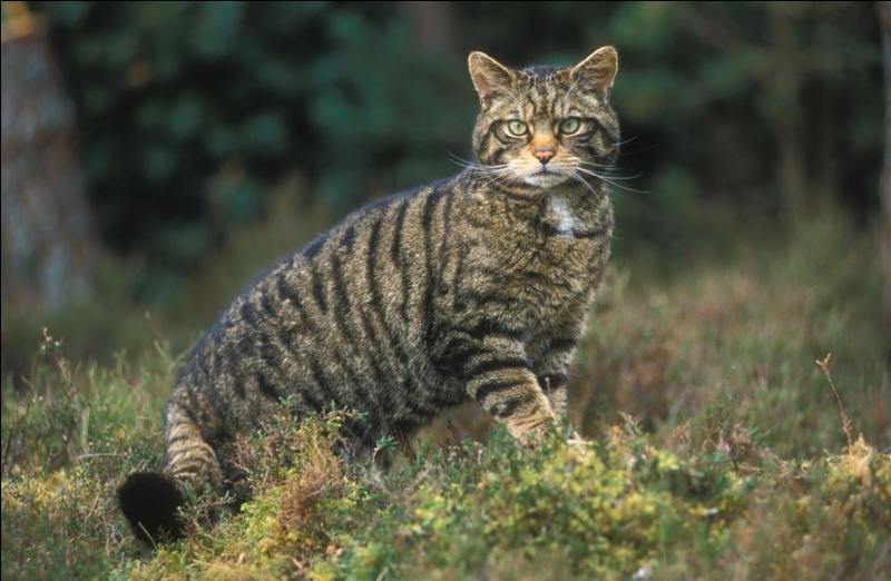 Un chat haret est un chat sauvage, vrai ou faux ?