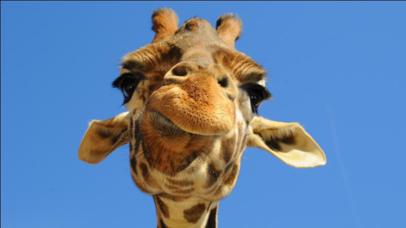 quel animal pese 200 kg