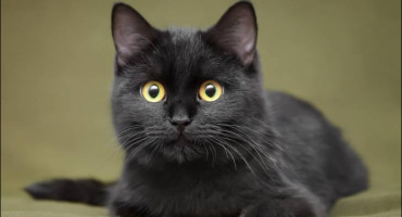 Les chats noirs à l'honneur ! Le 17 août