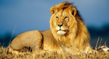 Journe mondiale du lion ! Le 10 aot