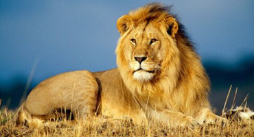Journée mondiale du lion ! Le 10 août