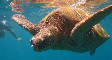 Et si on allait se baigner avec les tortues ? - 23 mai : Journe mondiale des tortues
