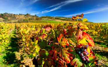 Le beaujolais nouveau est arriv !