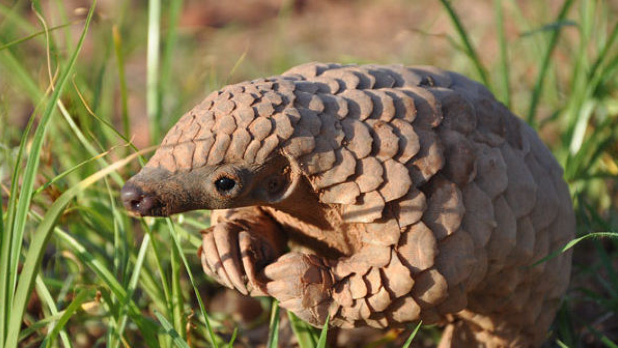 Quiz : Journe mondiale du pangolin - 18 fvrier 2023