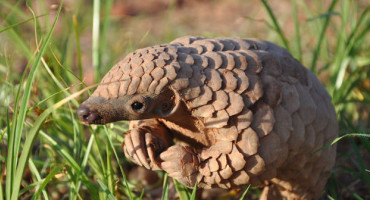 Quiz : Journe mondiale du pangolin - 18 fvrier 2023