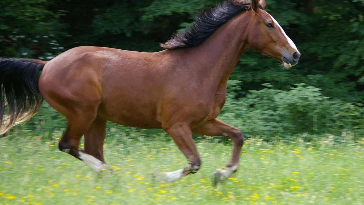 Une vido pour prparer le Galop 1