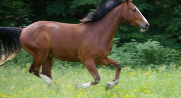Une vidéo pour préparer le Galop 1