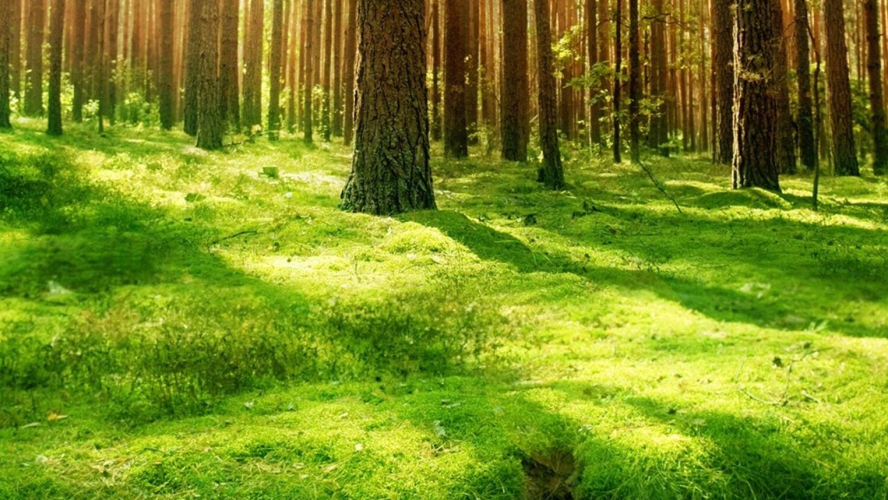 Quiz Nature, cologie