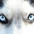 Huskys08