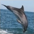 Lovedauphin100