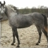 Greyhorse