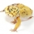 Gecko11