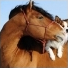 Superquizchevaux
