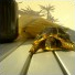 Julietortue2