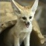 Fennecia