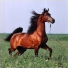 Keloise