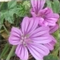 FleurDeMauve