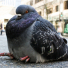 Petit-Pigeon