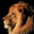 Lionvert