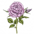 ChocolateRose