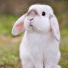 Lapin8