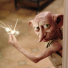 Dobby41