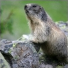 Marmott