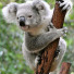 Koala13