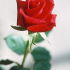 Rosesarered