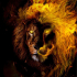 Lionfire