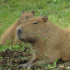 Capybananeettornadem
