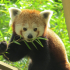 Panda-roux