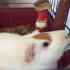 Love-animal-elena