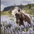 Hellohorse2
