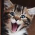 Lily-miaou